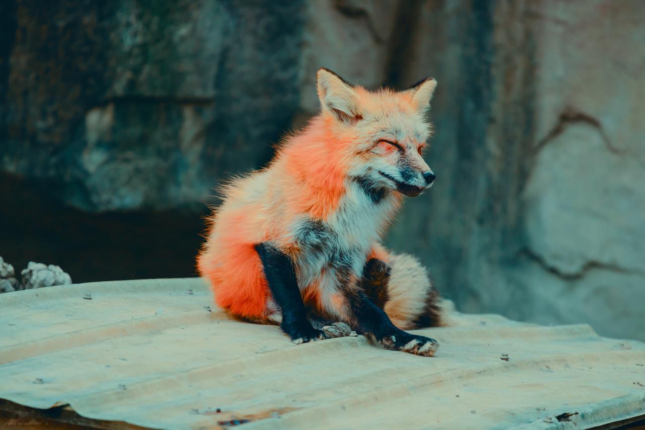 元朝传奇故事
元朝有一个大夫，医术精良，至正年间在元大都做过医官。在他七十岁时，