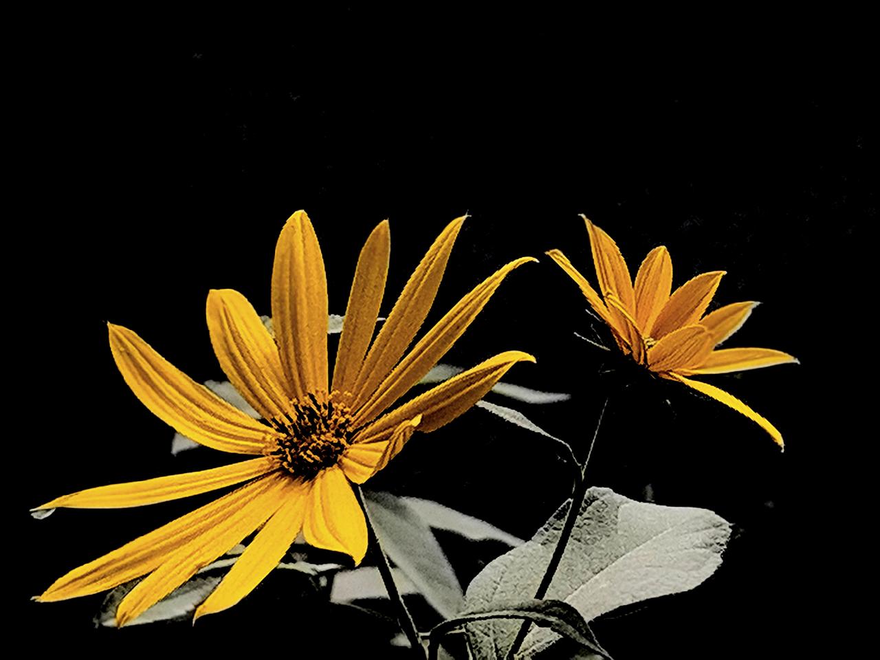 鬼子姜学名菊芋，又名“报霜花”。
辽东一带老辈人说“鬼子姜开花，十八天下霜”。