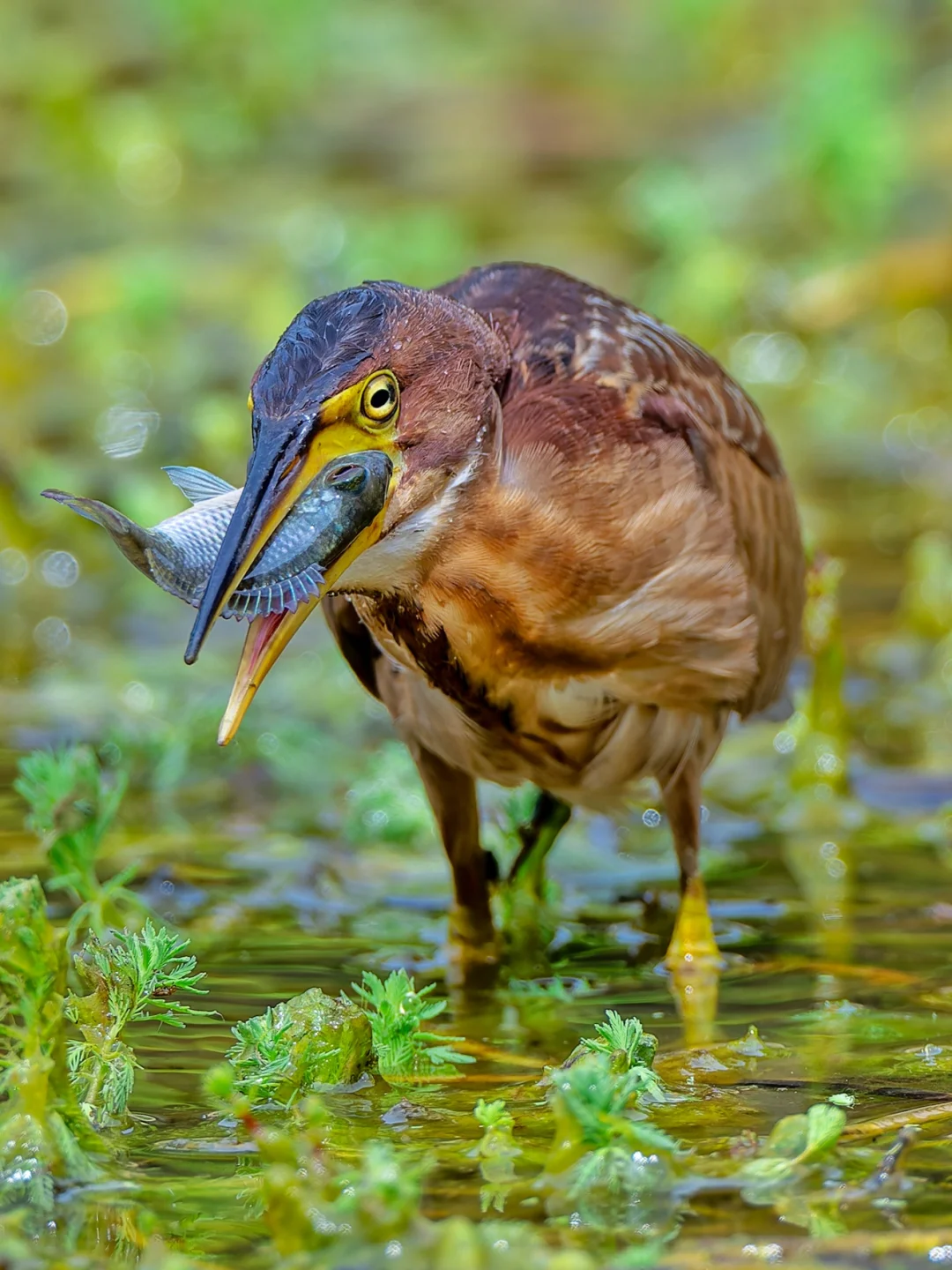 这是最大方给面子的紫背苇鳽！