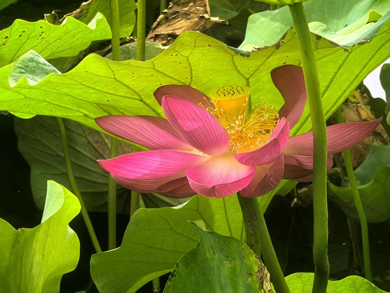 夏都荷花残，妫水莲蓬新