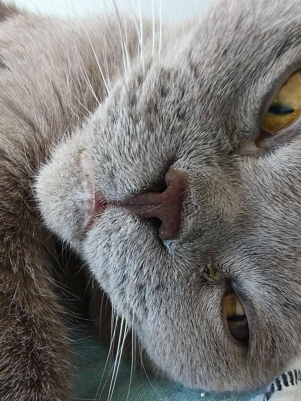 49412【丑猫】这么直白的盯着妾身，好羞涩呀 