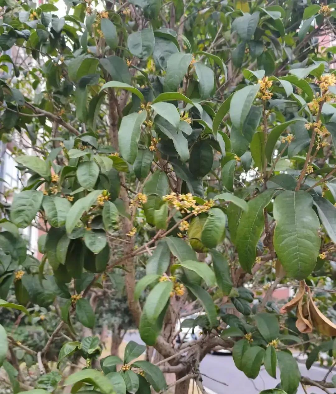 今天1月31日，小区里散步一眼就看傻了眼：金桂还挂着黄花飘香，红梅枝头已经烧成一