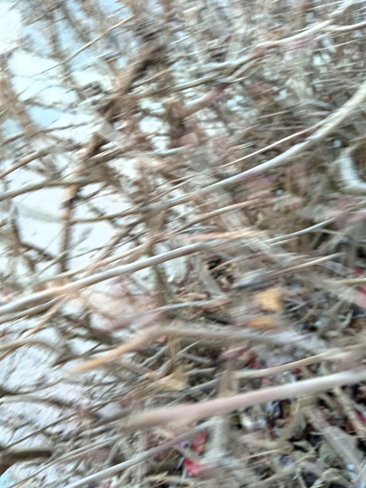 “冬日枯枝，静待春归”🌿🍂🌸