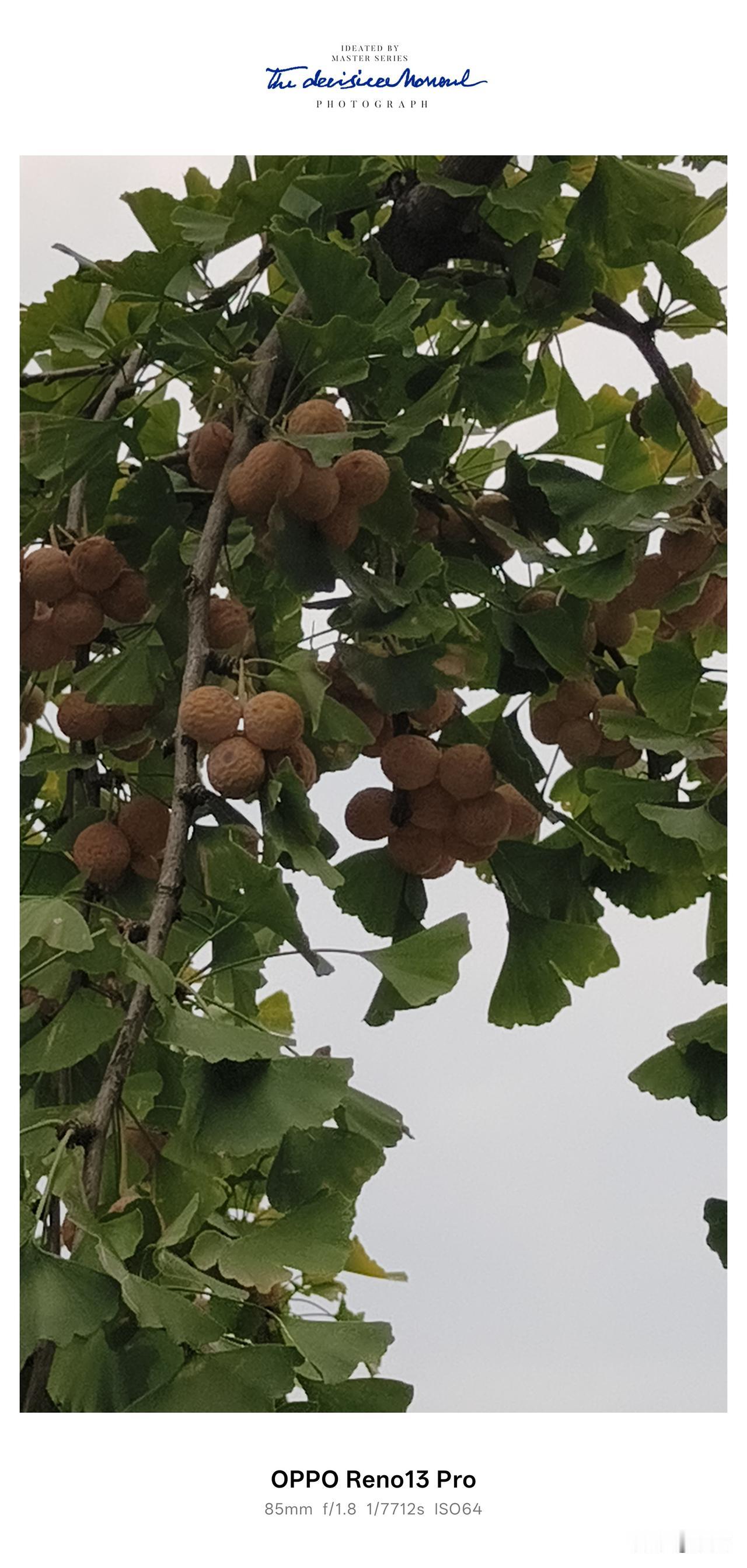 出门散步随手拍下这挂满果子的银杏树，一串串白果坠在扇形绿叶之间，看着就满是秋意。