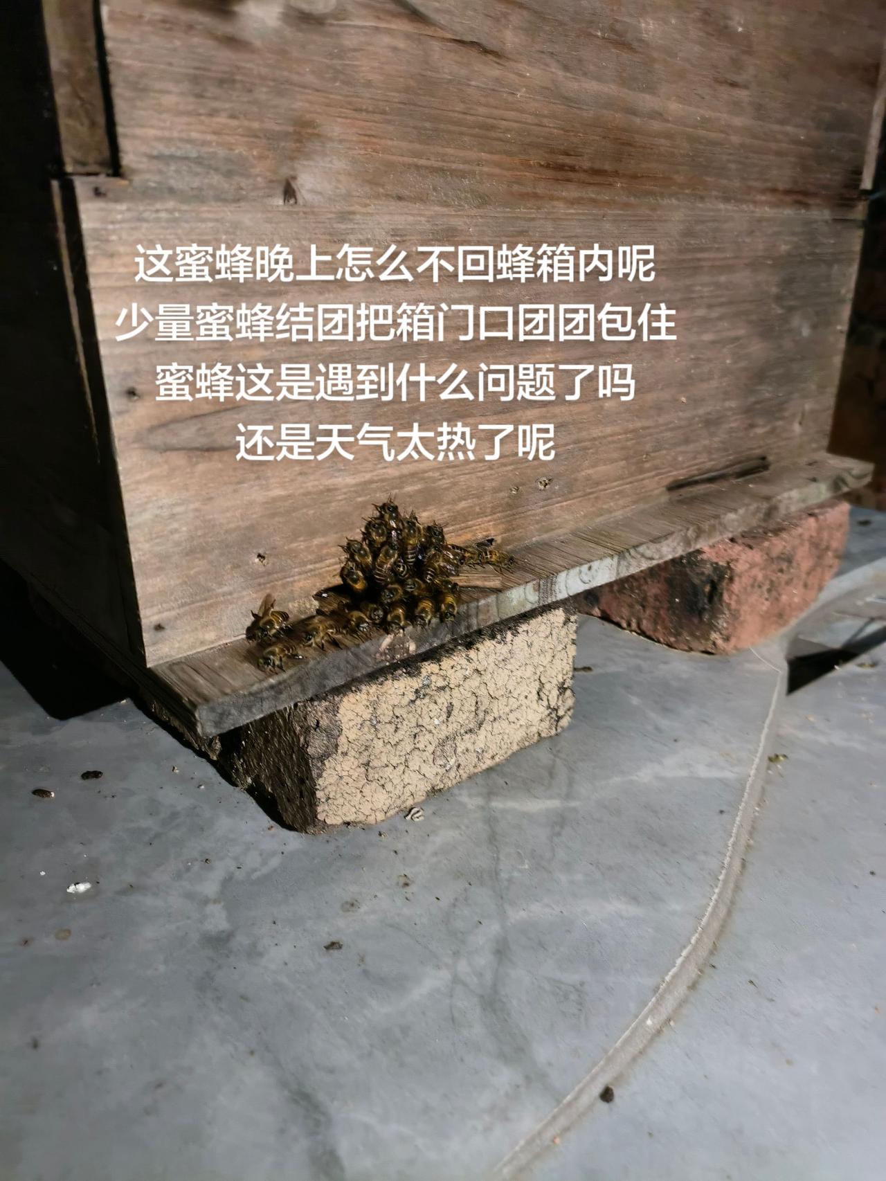 这蜜蜂晚上怎么不回蜂箱内呢
少量蜜蜂结团把箱门口团团包住
蜜蜂这是遇到什么问题了