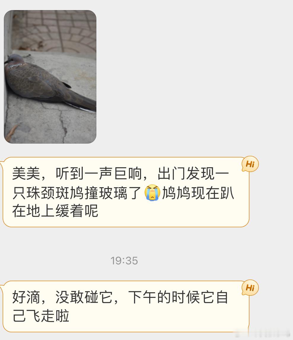 #撞玻璃的鸟# 撞玻璃的【珠颈斑鸠】已经被撞迷糊了（面壁中附近没有流浪猫啥的就不