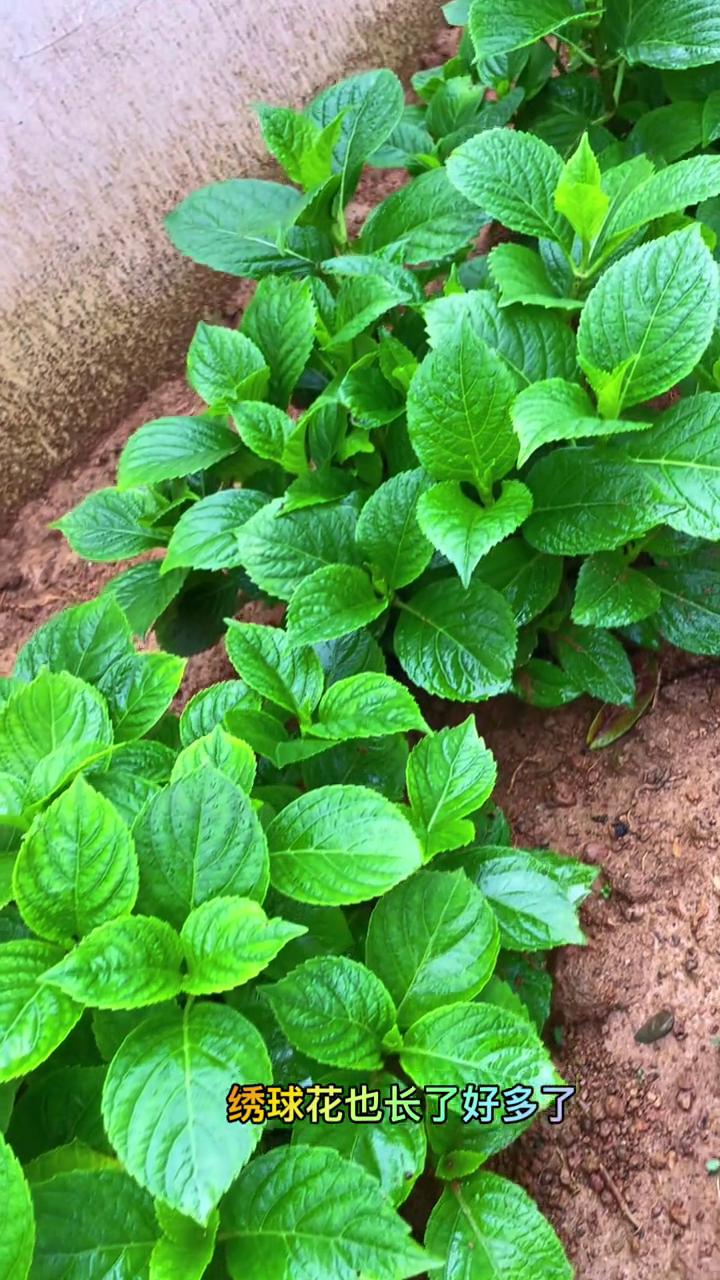小院的花花草草。
百合花出苗了，整整齐齐的，又长好高了，一共大概有百来棵。这边还