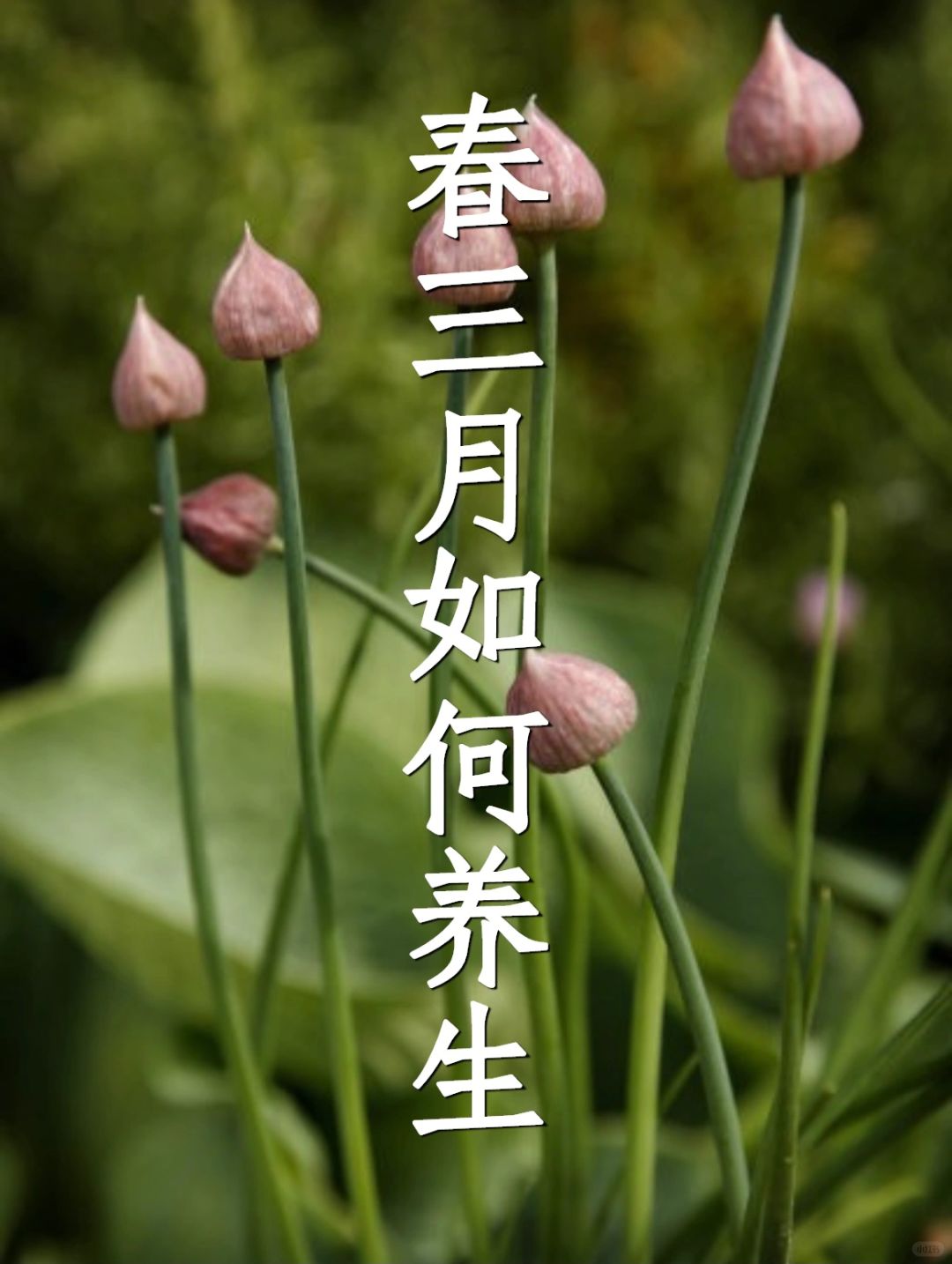 《黄帝内经》讲：春3月，要晚睡  早起