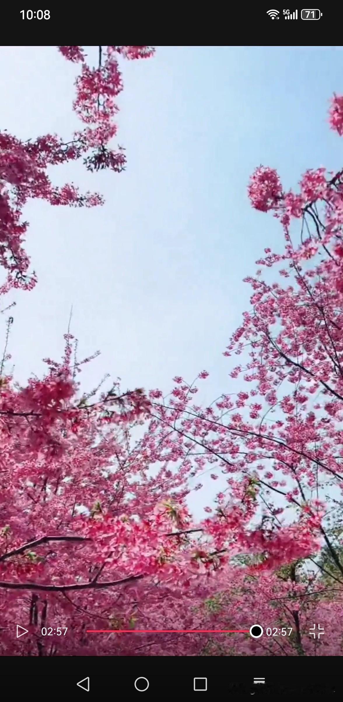 春日生活打卡季 春日暖阳下，粉嫩桃花盛开，骑车人悠然自得。