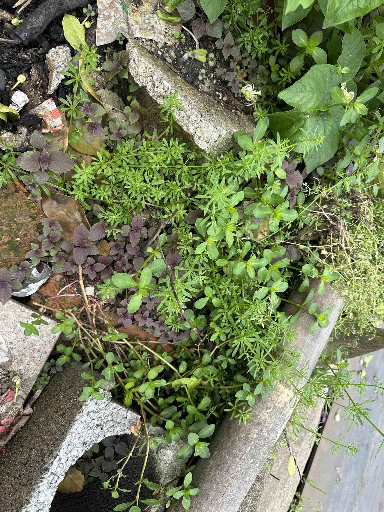 磁铁的妙用。

路边泥地长出了好多紫苏苗，我徒手拔了一小把拿回家种在窗台的花盆里