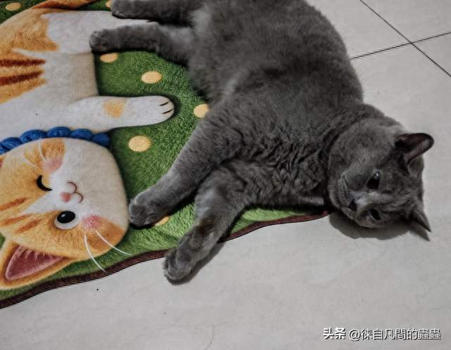 养猫能治愈糟糕的心情，下班回家一看见可爱的小猫咪心情就美美哒