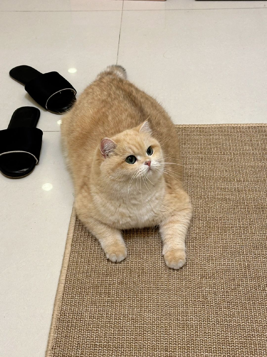 一辆小猫