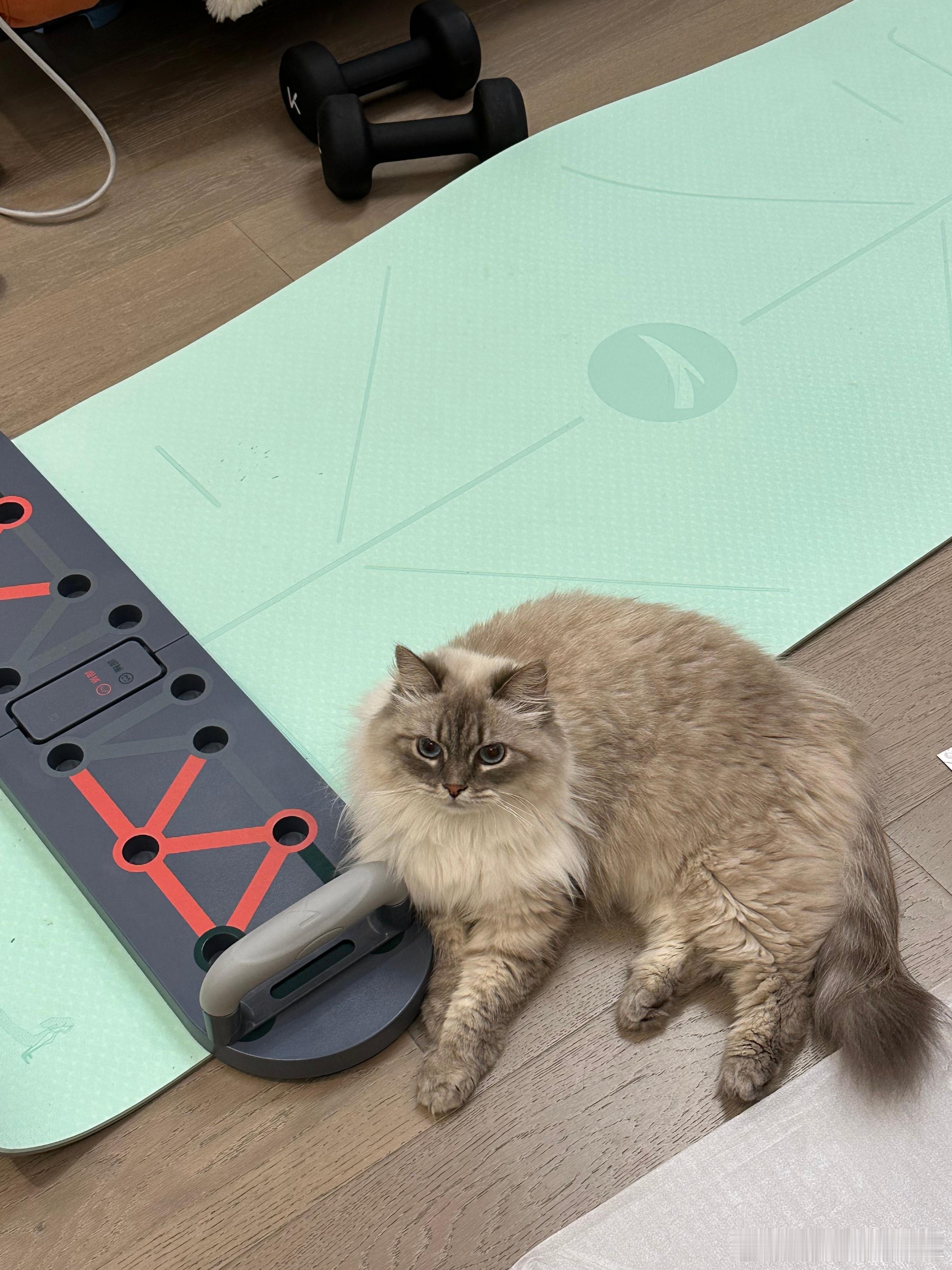 猫猫也要健身！ ​​​