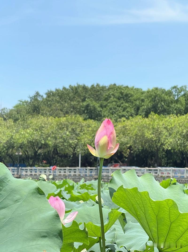 七绝·荷花吟
 
翠盖凌波绽粉娆，清风载馥水云韶。
含芳浅荡银纹起，漫揽晴烟满碧