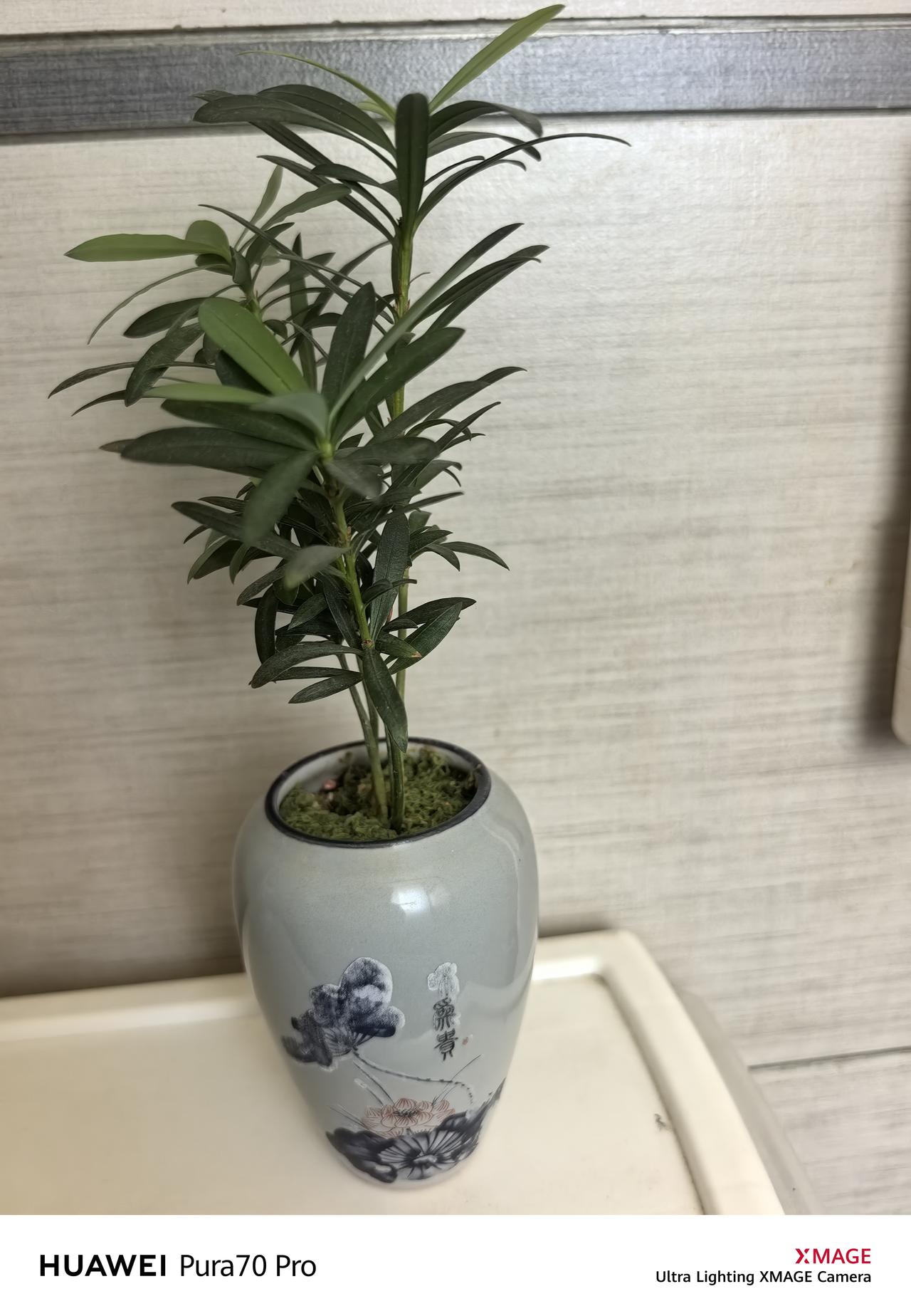 我最近拍的花是路边的小雏菊。那天我出门溜达，不经意间就看到了它们。阳光洒在花瓣上