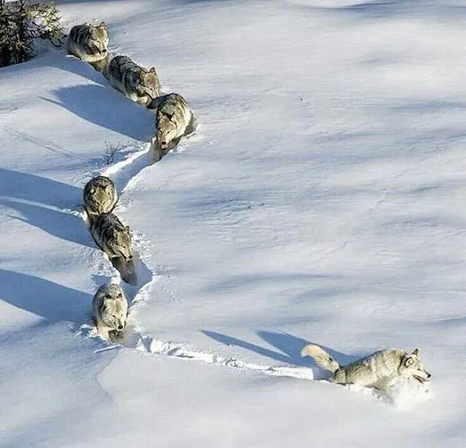 美图欣赏——自然的优雅与力量