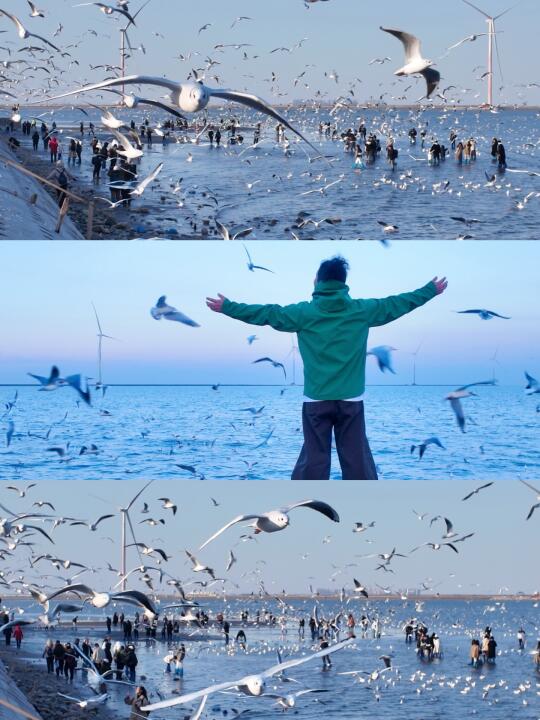 2.21·live捅海鸥窝的后果…我被鸟群围攻了❗️