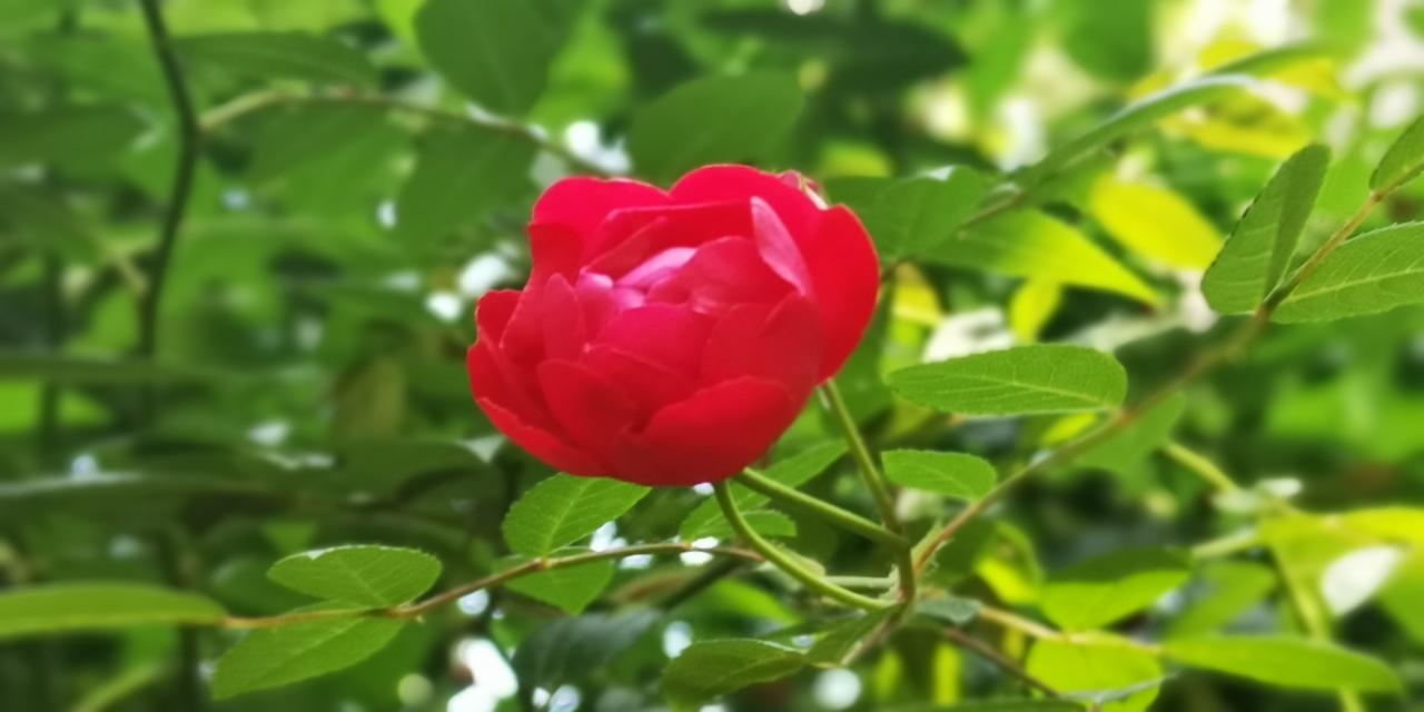 ，人性化的名字，也有叫十姊妹的，为何如此，因为她不是一枝独秀，而是相互顾盼，相互