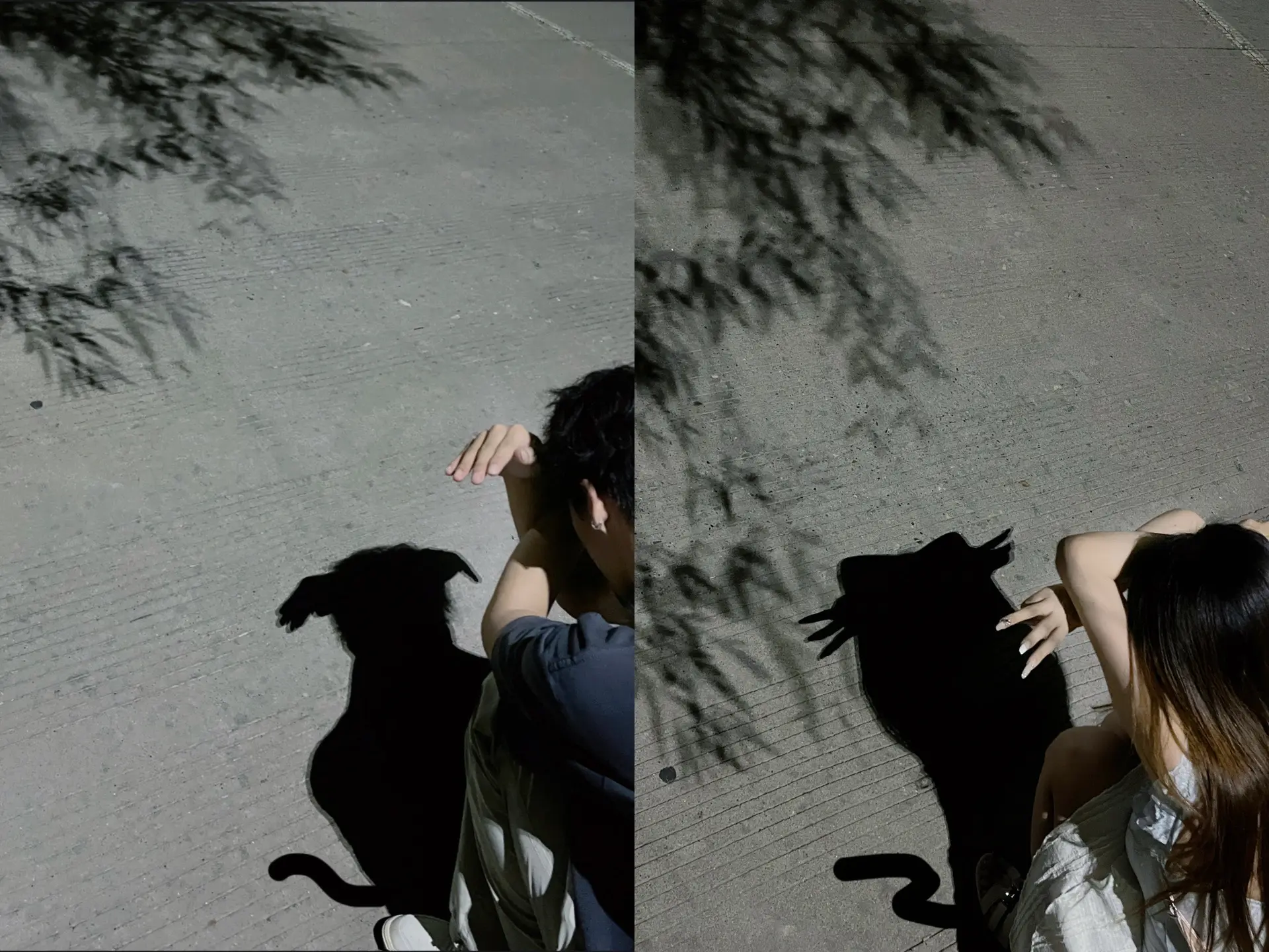 我和我的狗 小猫 萌