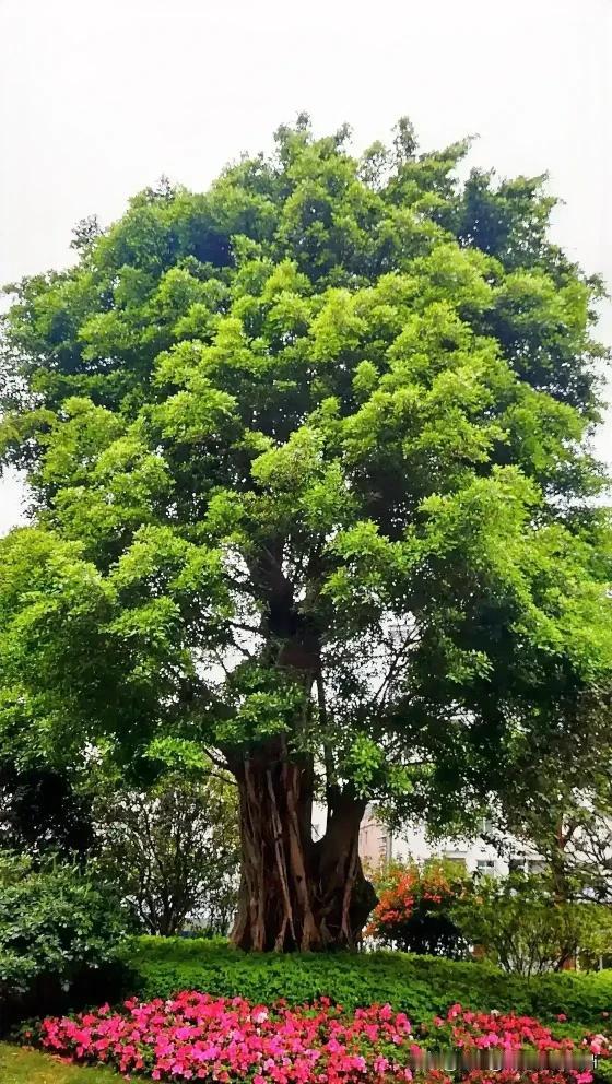 文笔大舞台
原上句
竹子清贫有气节，
对下句
青松冒寒四季青！
[呲牙][呲牙]