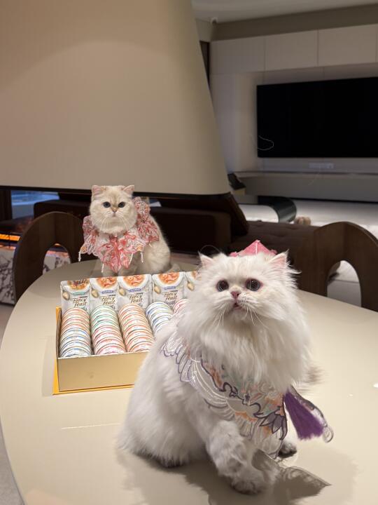 🐱：“今年的月饼是鹅肝慕斯馅儿的”