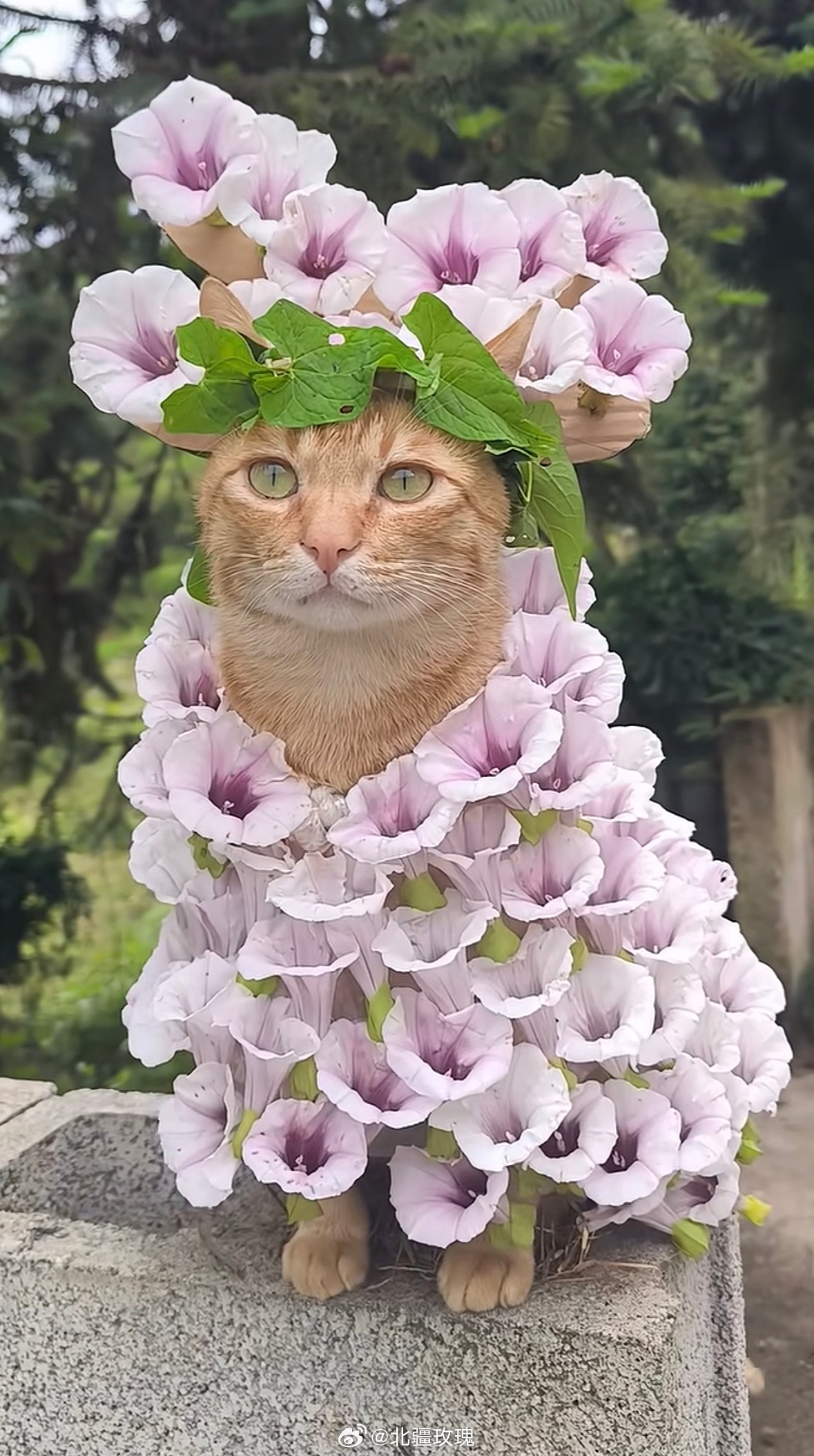 咪咪简直是猫中皇后啊！！全身都卷着花花，眼睛海盐绿特别美