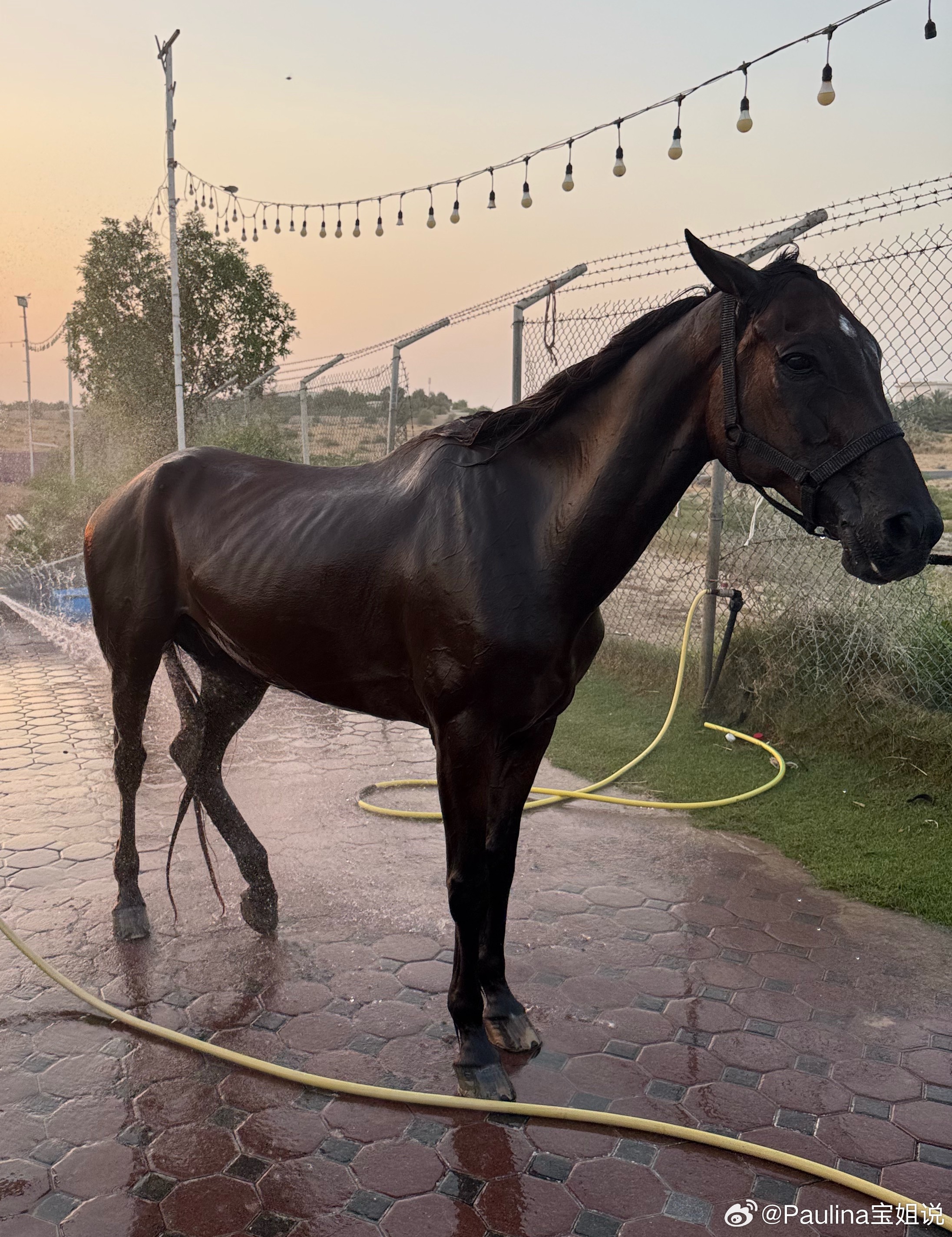 教练给我换了一匹新马。这匹马的性格很活泼，trot 很难适应， canter 速
