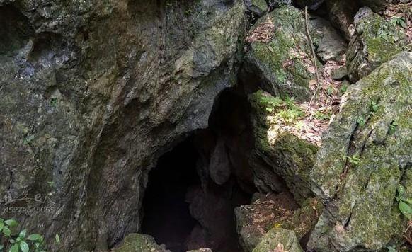 1979年的一天，家住山西朔州平鲁县的杨老汉，眼看家里的柴火不多了，于是便跑去附