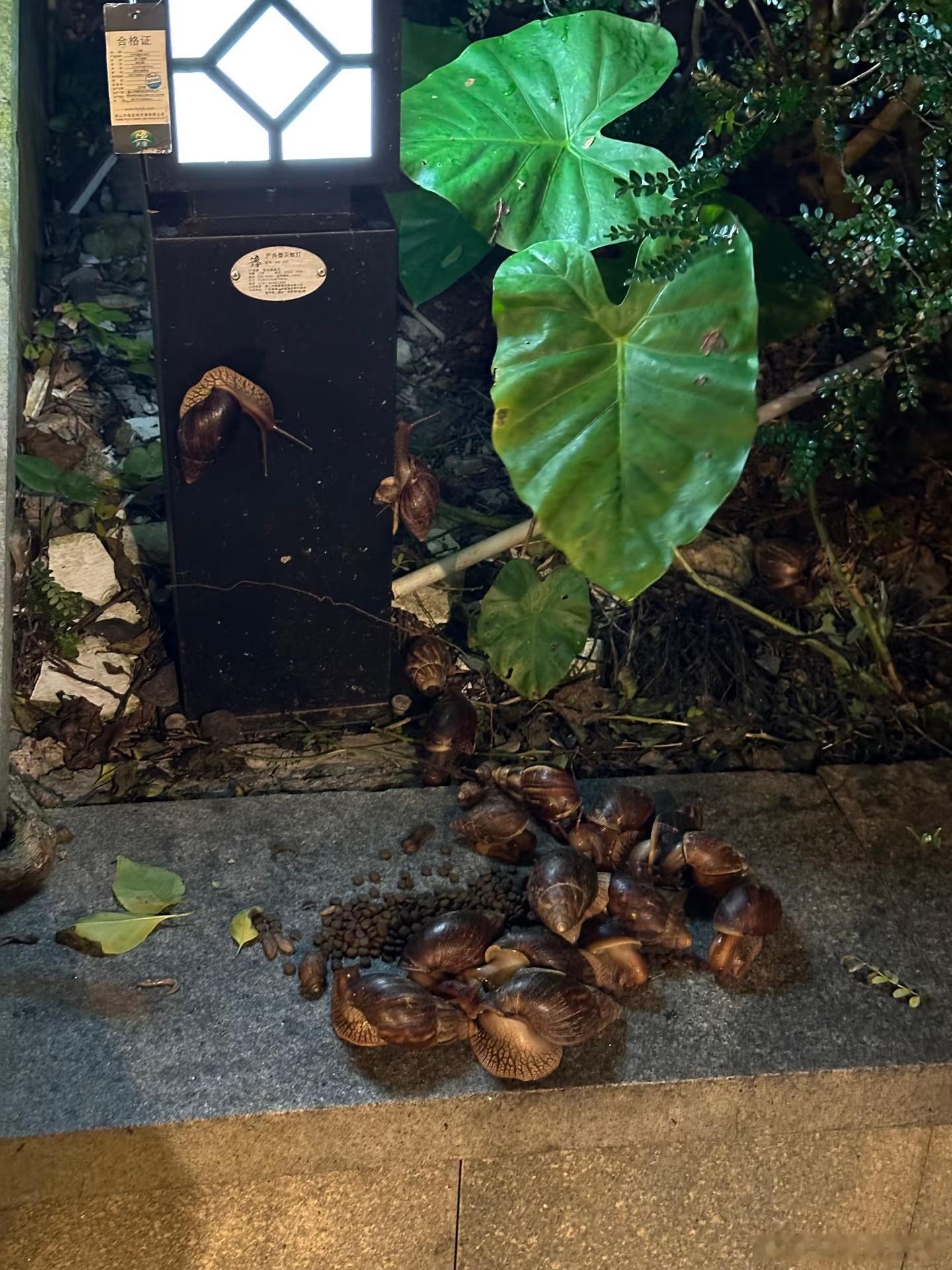 深圳台风小区里面看到最多的就是非洲蜗牛🐌了。看到一堆，按腿就跑，这对有密集恐惧