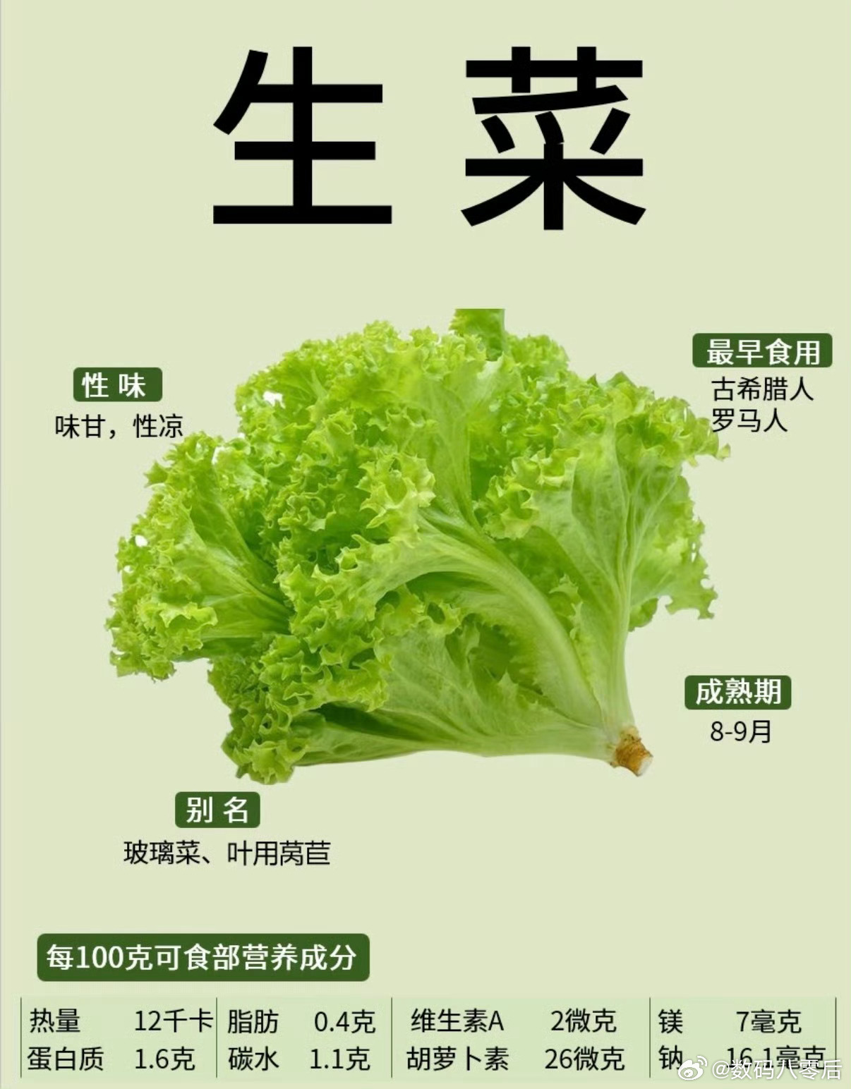 生菜是最伟大的蔬菜 生菜确实是挺好，可以生吃，拌着吃，蘸酱吃，炒着吃也不错，减肥