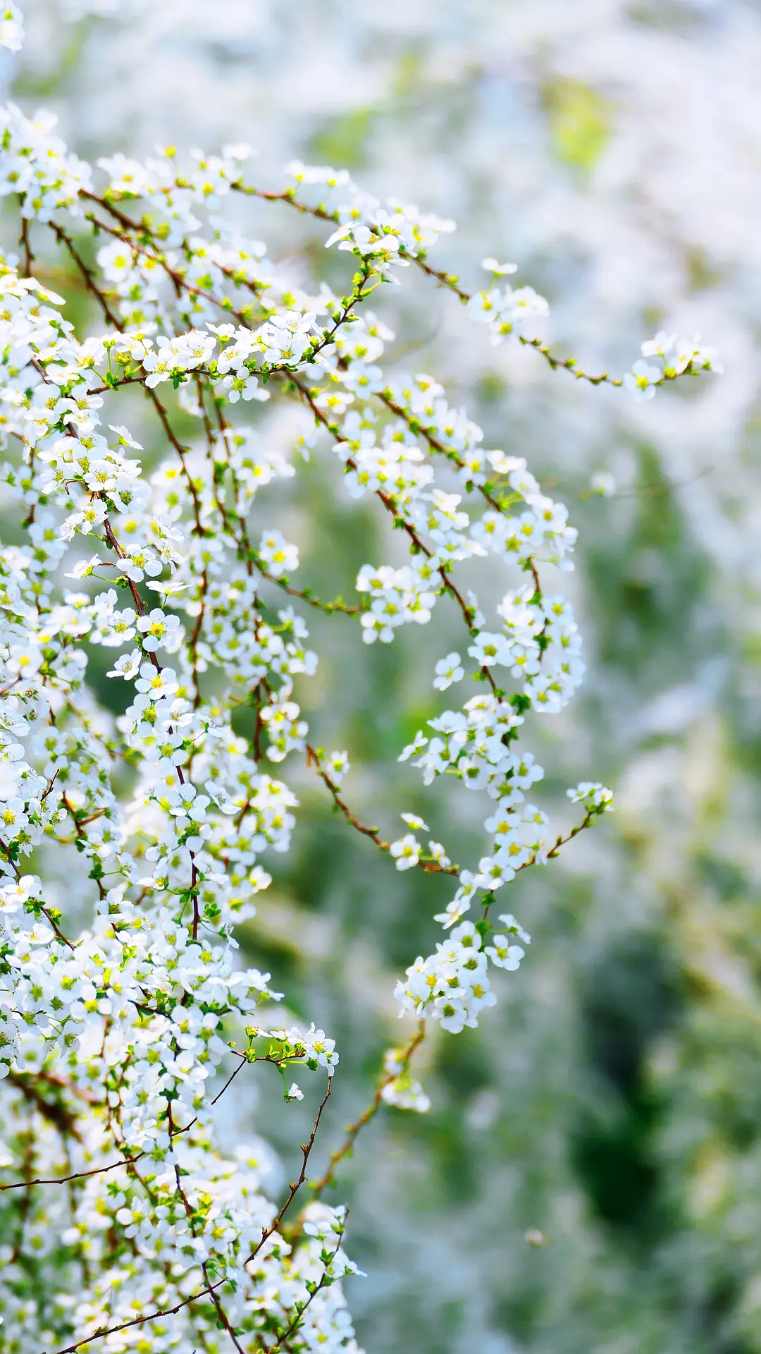 上海雪柳，盛开在春天里的雪花，春天的海洋，如白色的浪花。 ​​​