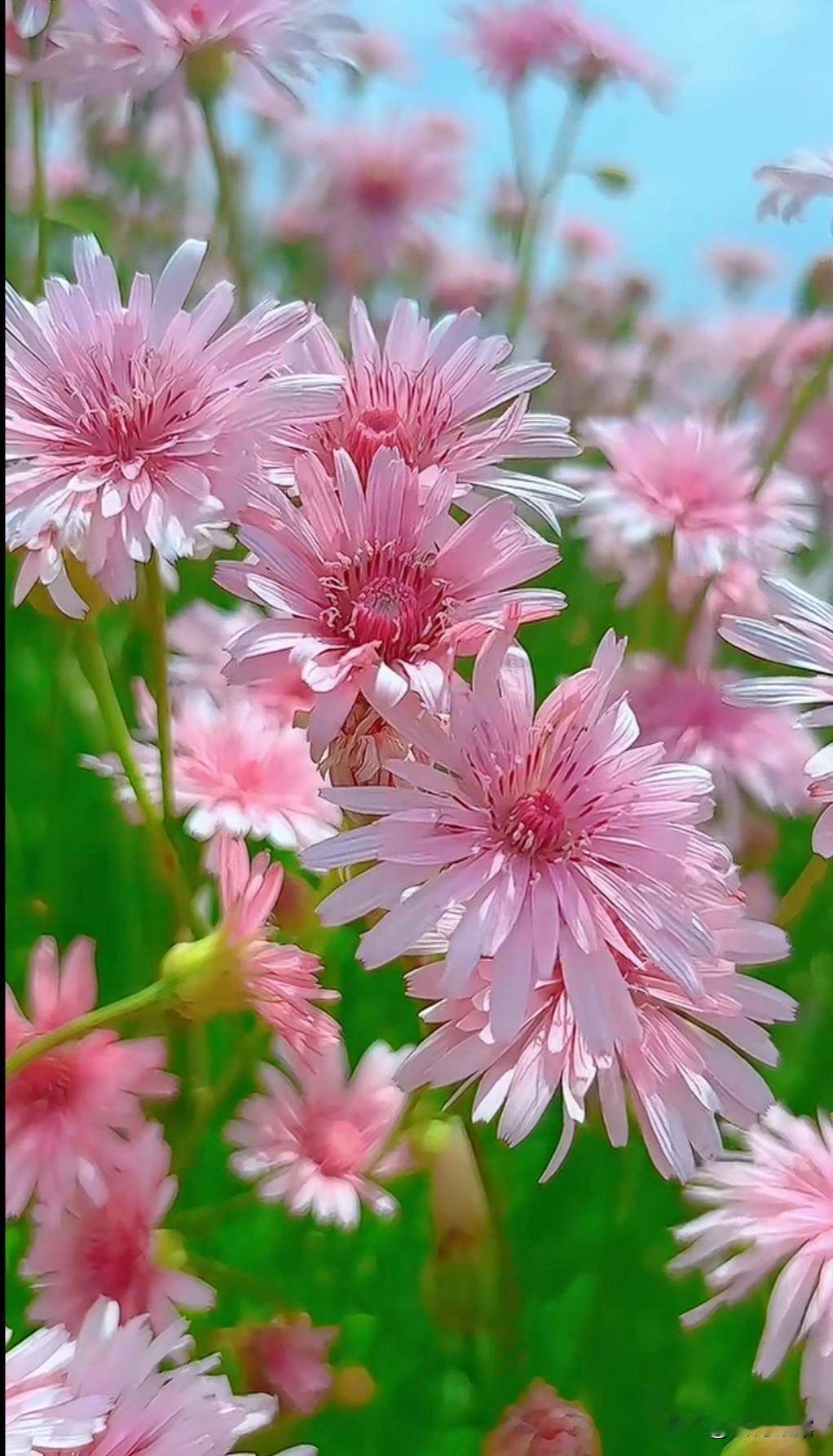 剧情紧凑：短剧以快节奏、强冲突的剧情为特点，能够在短时间内集中展现故事的核心矛盾