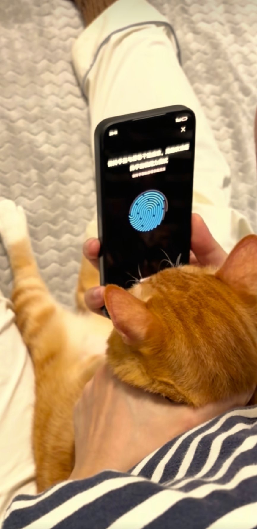 给小猫录鼻纹