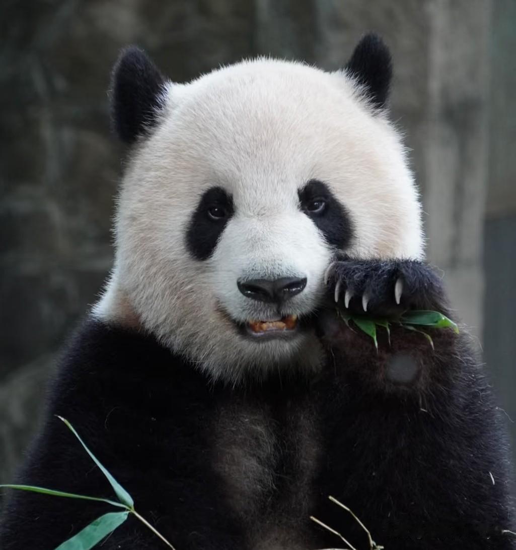 莽仔还要被雪藏多久？我的大美妞啊！人，好想你[泣不成声]
最近看莽小五比较多，看