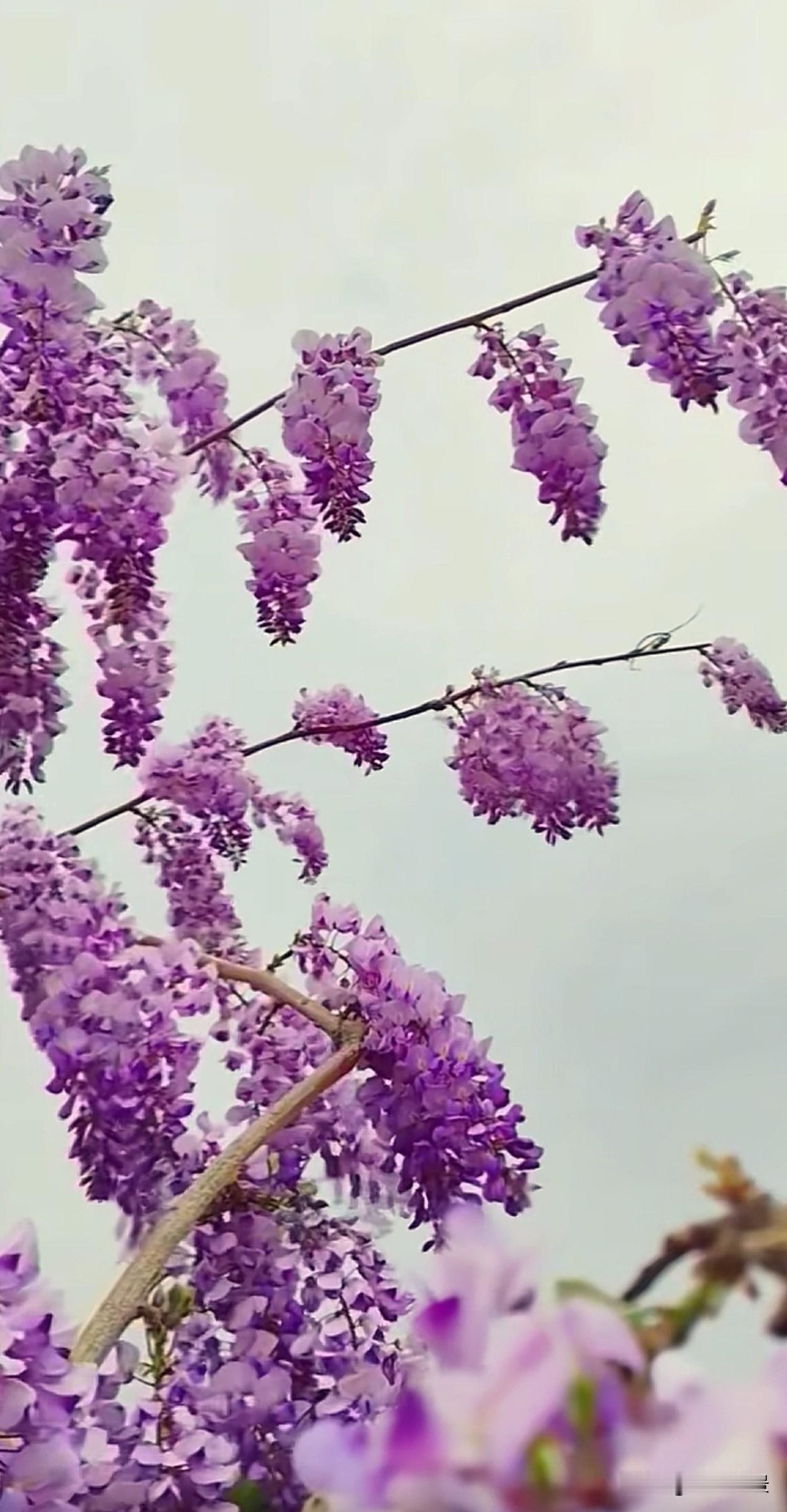  紫藤花的藤蔓蜿蜒曲折，却始终朝着阳光向上攀援。那些看似迂回的路，从不是软弱，而