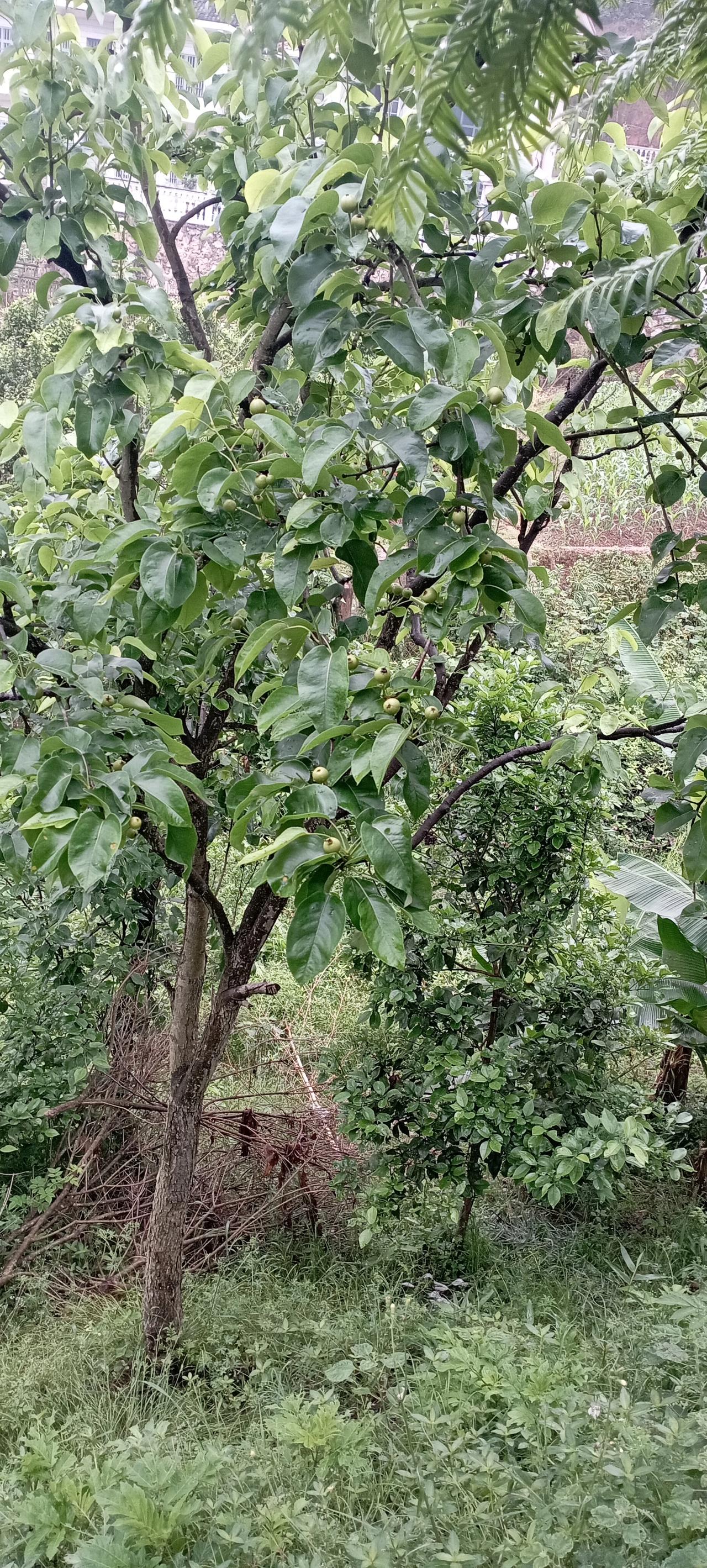 大家知道这是什么果实吗？看有多少人认识呢？
来自农村的朋友应该都知道吧！