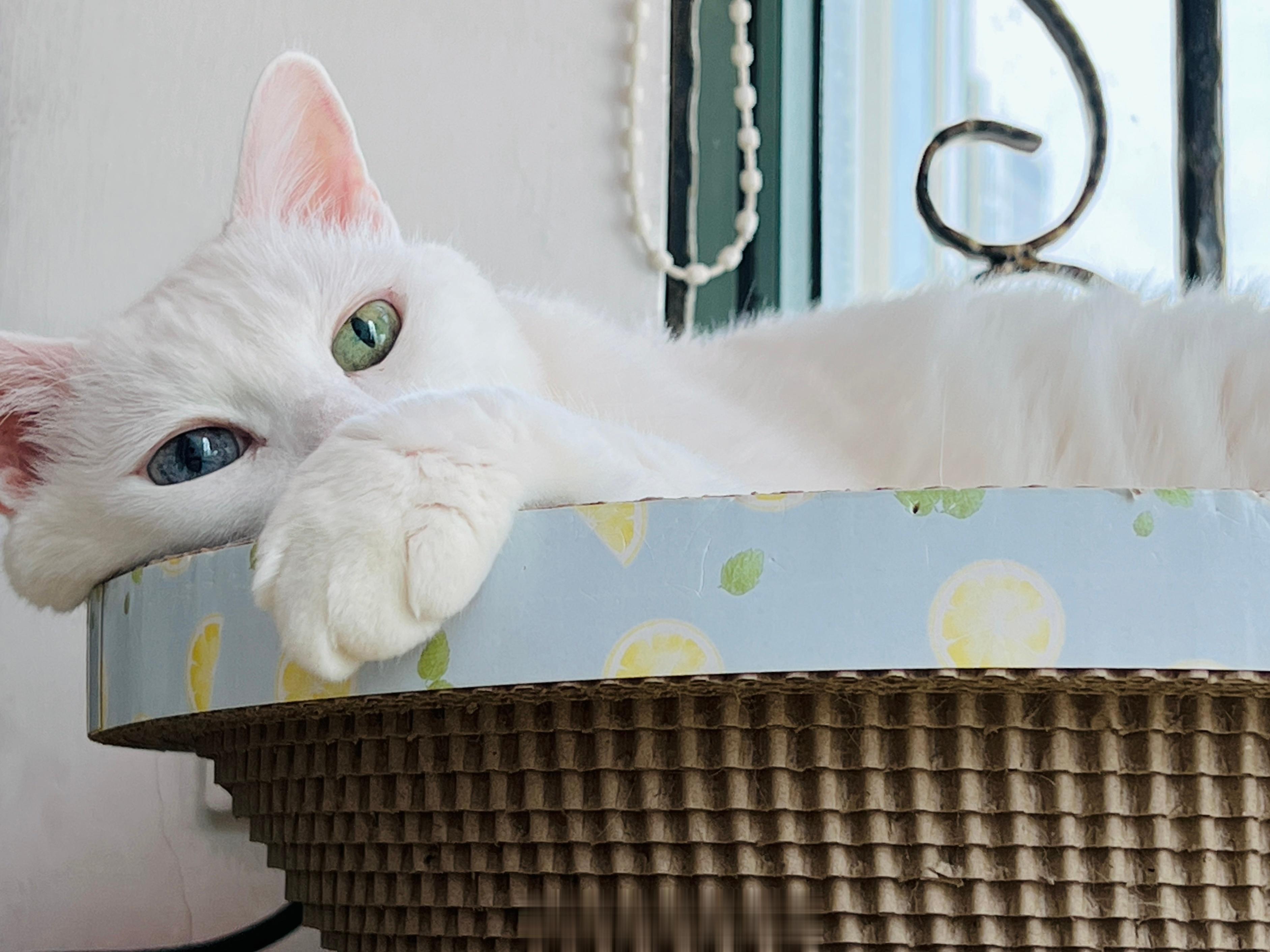 老寶要醒麵糰惹～ ​​​