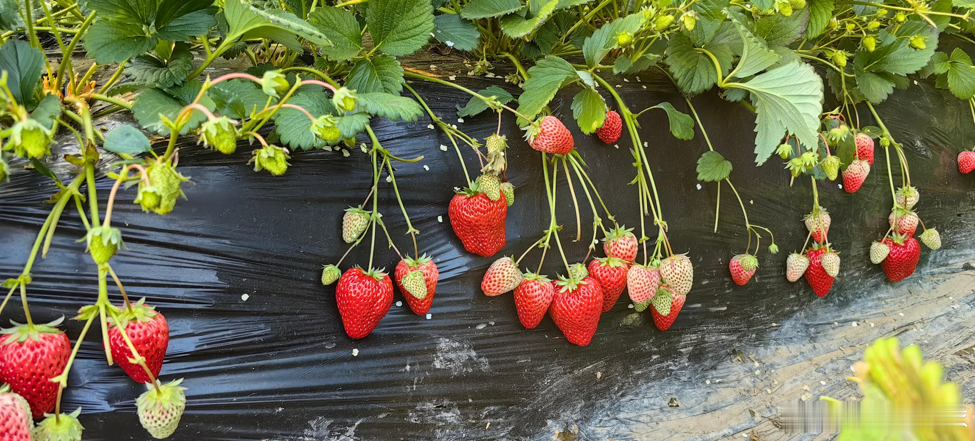 采摘草莓🍓 