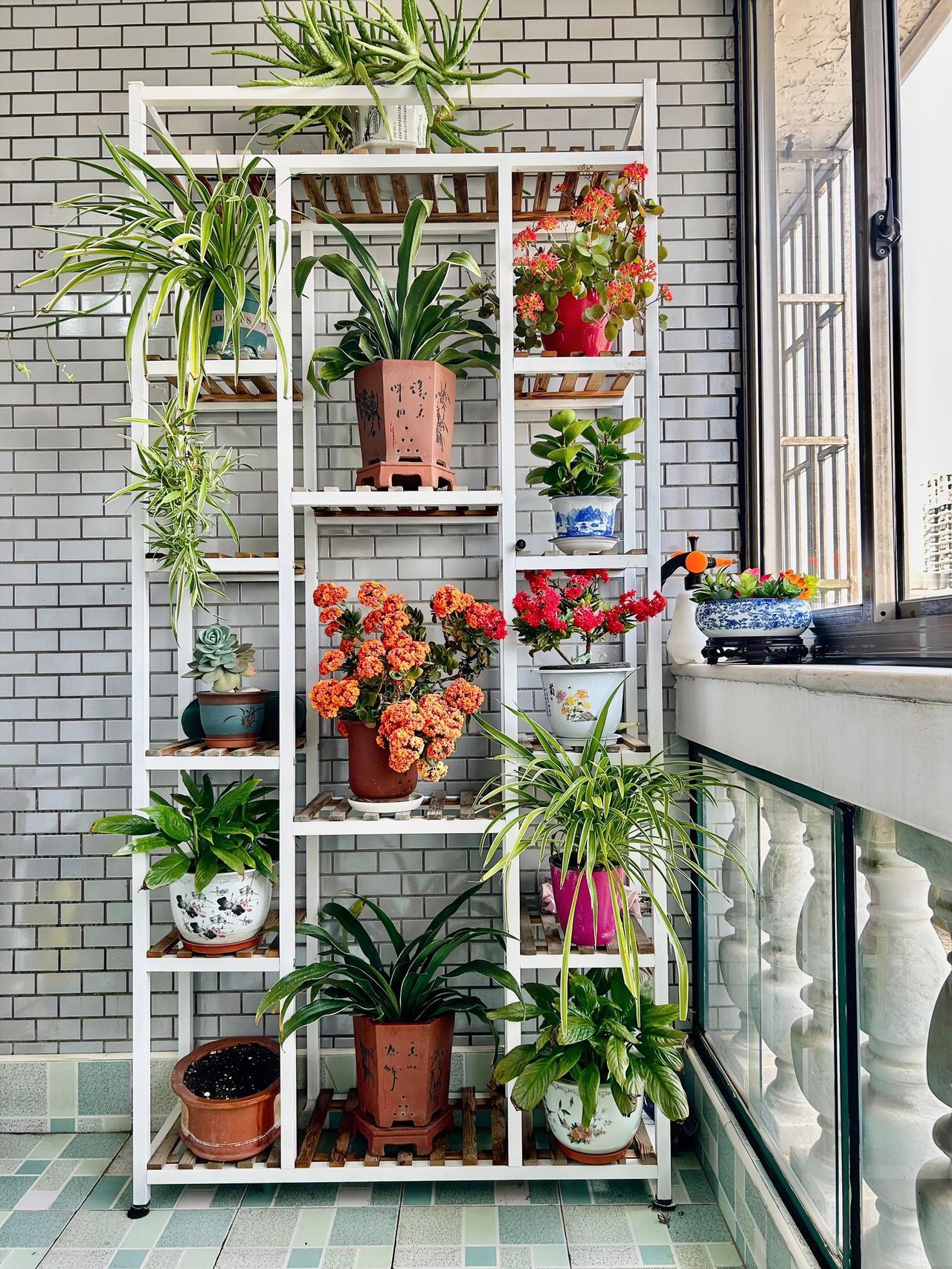能不能分享一下你家花盆里养的花我把阳台上的花花草草，集中摆放在了一个花柜上。这样