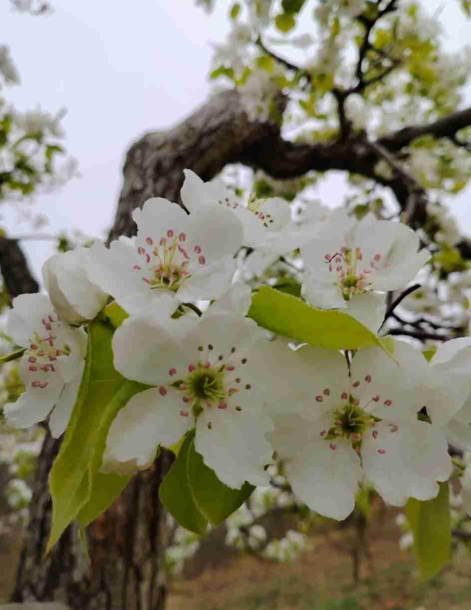 我的今日状态：😁轻松愉快
我这里的天气：☀️晴天

今天气温真好，过些天梨花就