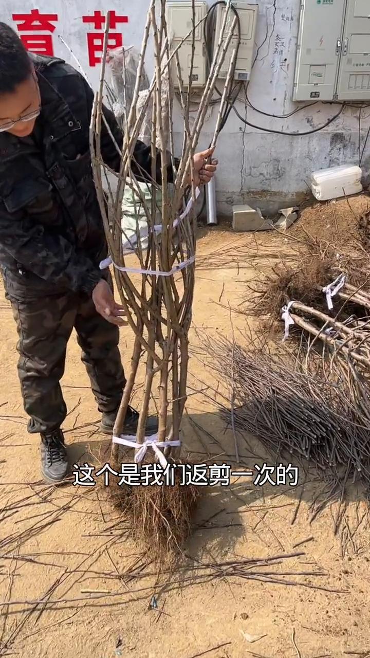 吉6嫁接矮化布鲁克斯樱桃树、太平洋红樱桃树。
Kgb树形的吉塞拉6号枕木嫁接大樱