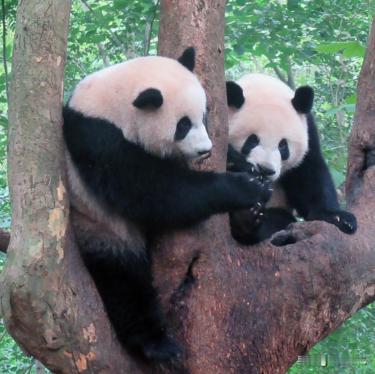 乱邦不居！租借给日本东京上野动物园的大熊猫“晓晓”和“蕾蕾27日终于启程返回中国
