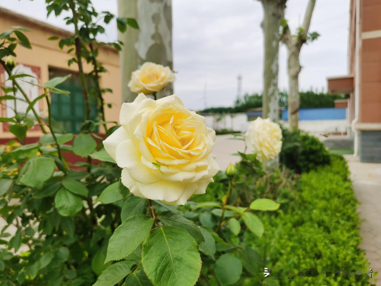月季花开，比玫瑰好看吗？