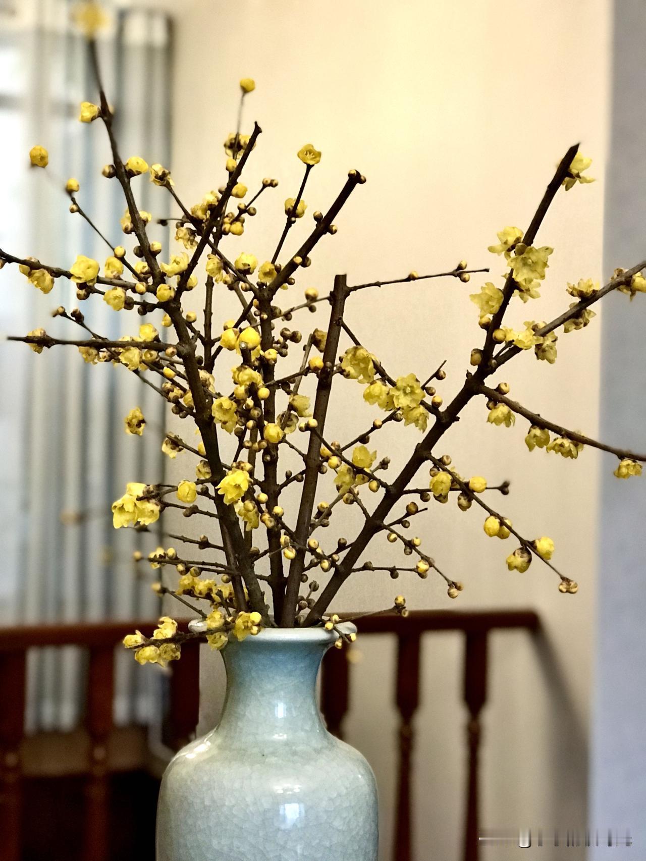 昨天晚上和先生一起出去散步，看到有卖梅花的，应该是腊梅，枝头上是小米粒似的、黄玉