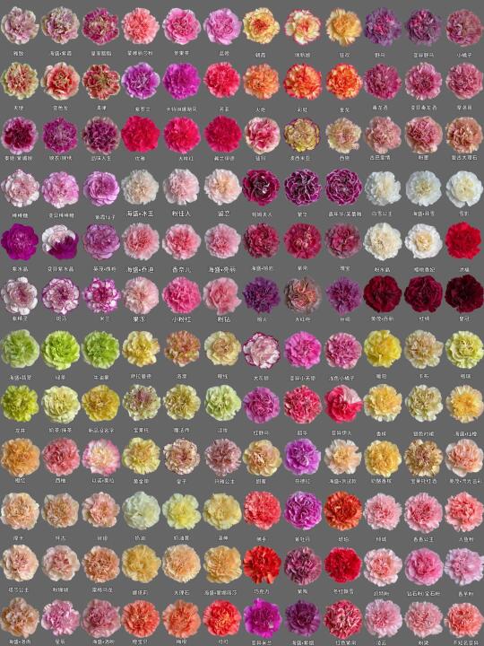 每日识花系列｜一次性认识180种康乃馨