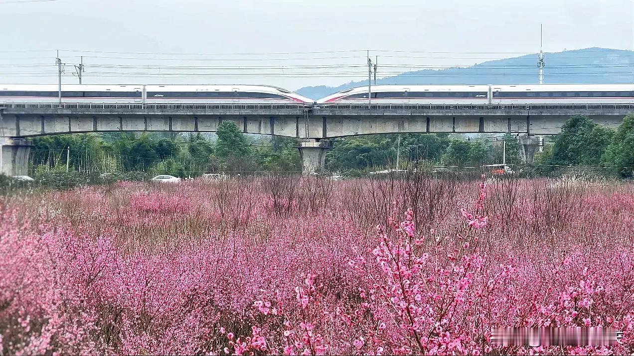 从陈家坪只需10.5元到永川干坝子开往春天的列车打卡。
最近火遍重庆，红梅与高铁