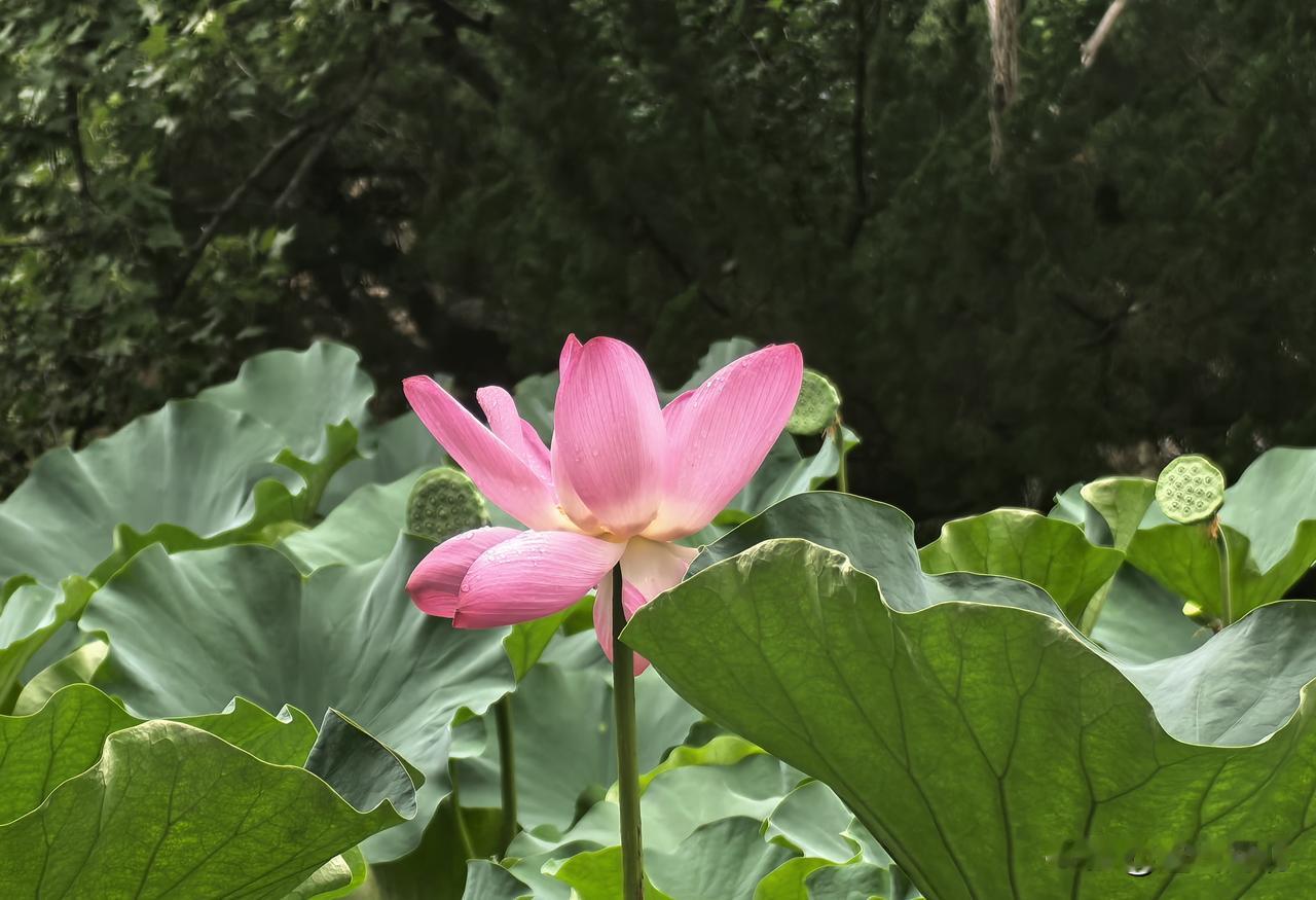 夏日荷韵装点城市一隅】近日，石家庄平安公园内荷花悄然绽放。一池碧叶连绵舒展，一朵