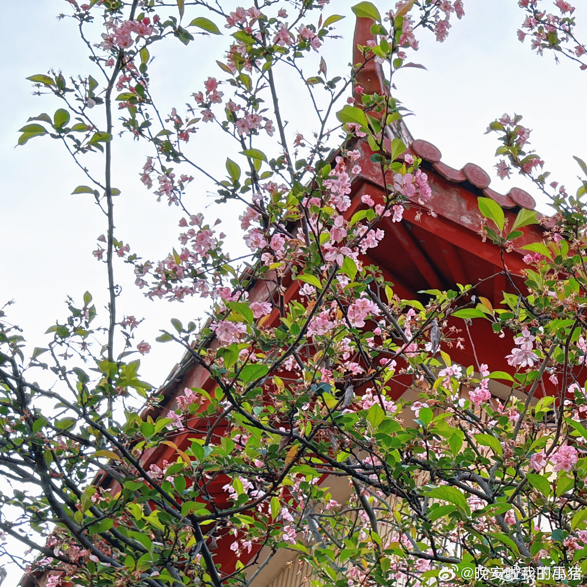 丁禹兮空降超话晒海棠花