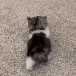 每天一条冷知识 小猫看着脚大，但它们的跖骨（对应人类脚掌中段那段骨头）是竖起来的