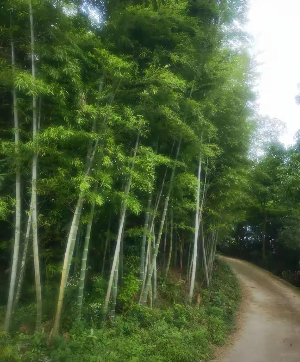 我是八十年代末离开浙江农村的，在农村整整生活了二十年，太熟悉农村的生活气息了！